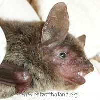 Myotis muricola